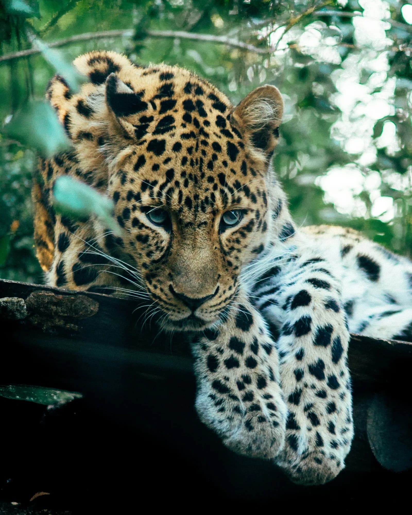 Wild leopard in Yala National Park