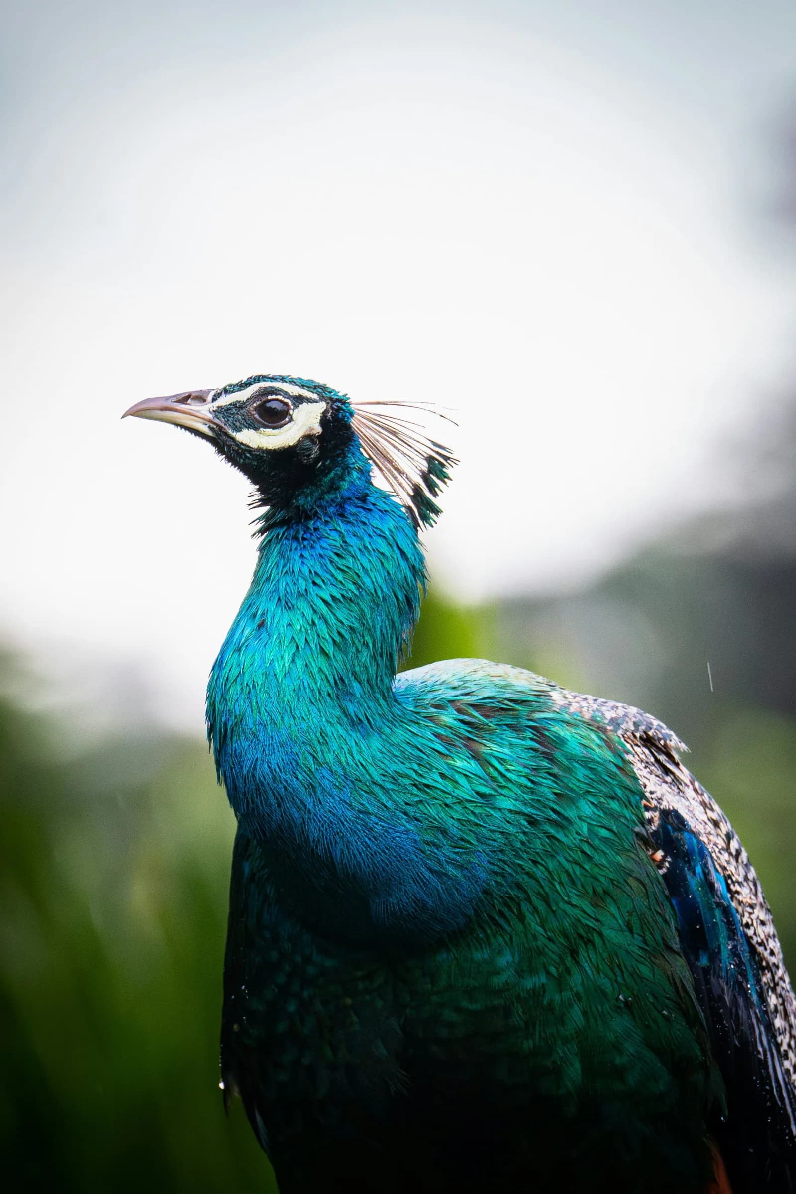 Vibrant wild peacock amidst tropical sanctuary flora in Sri Lanka.