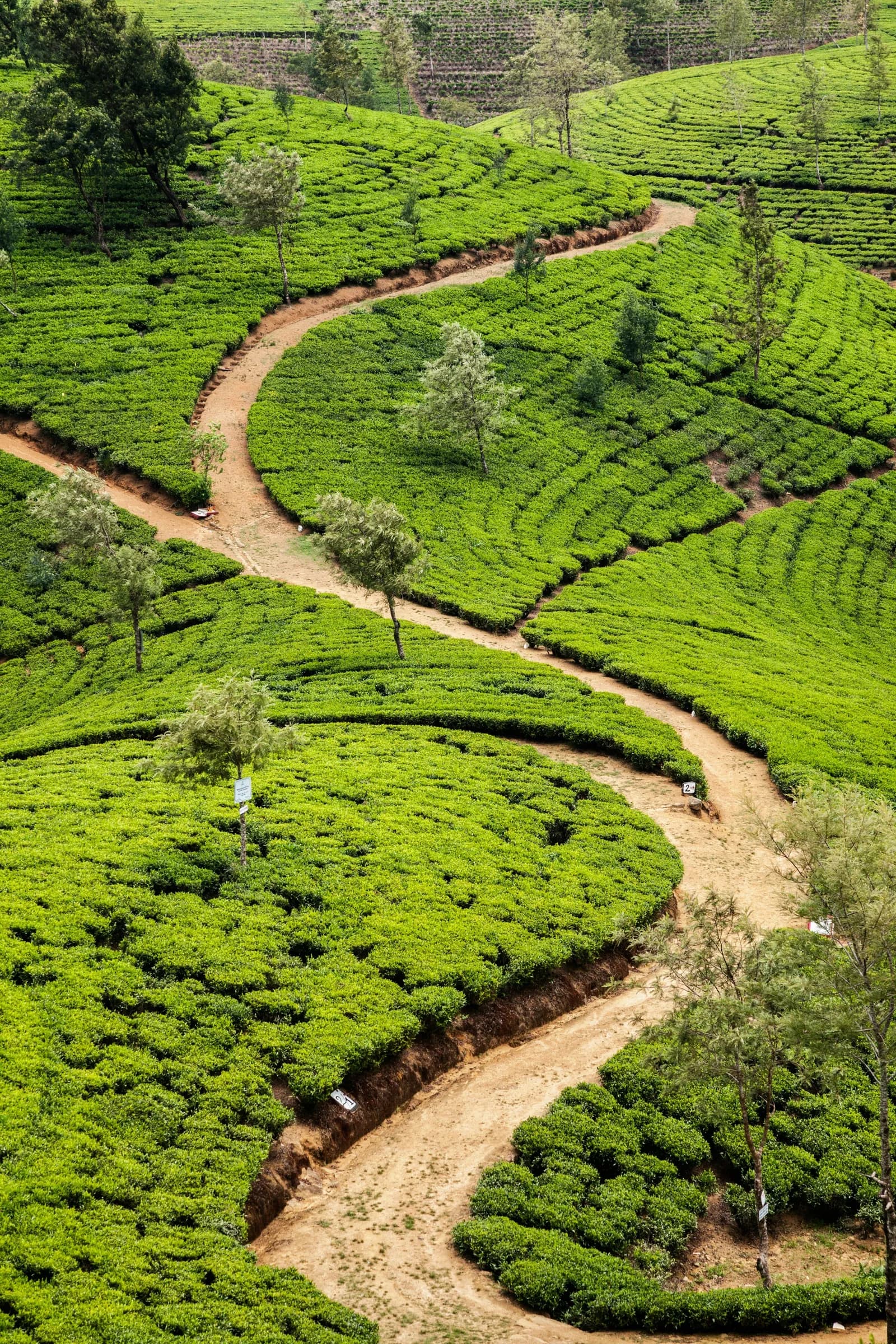 Lush emerald green Ceylon tea estate valleys in the central highlands of Sri Lanka.